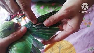 How to trim feathers||mithu k par kese kate||