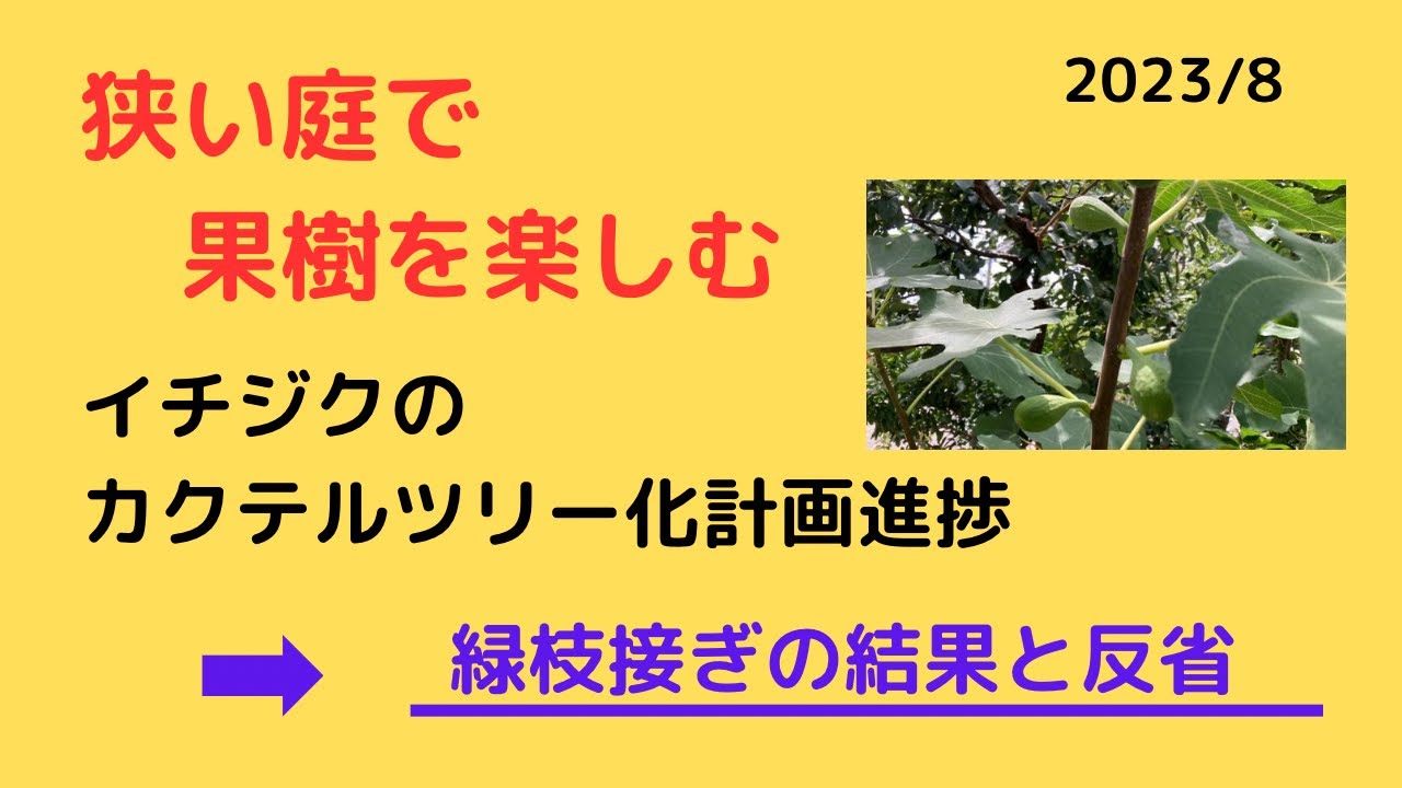 イチジクのカクテルツリー化計画の進捗 緑枝接ぎの結果と反省 - YouTube