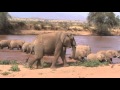 African Elephant crossing