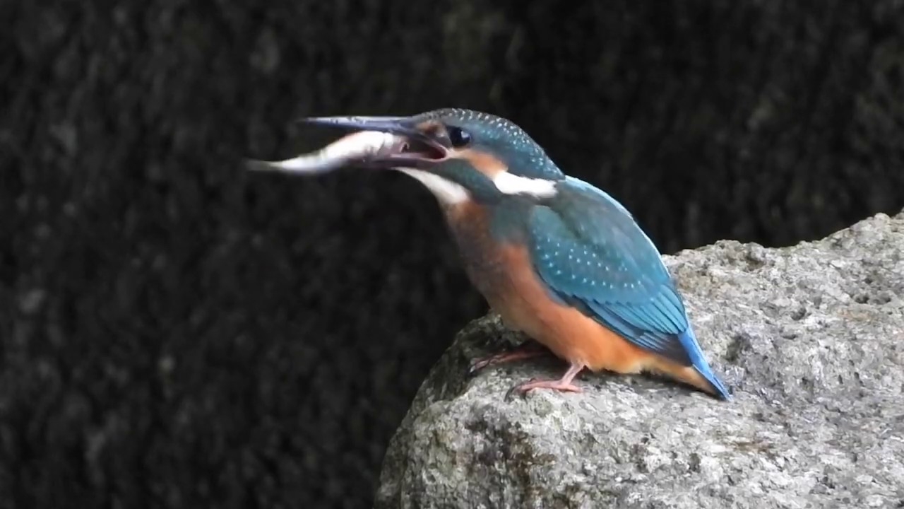 大きな魚を食べるカワセミ Youtube