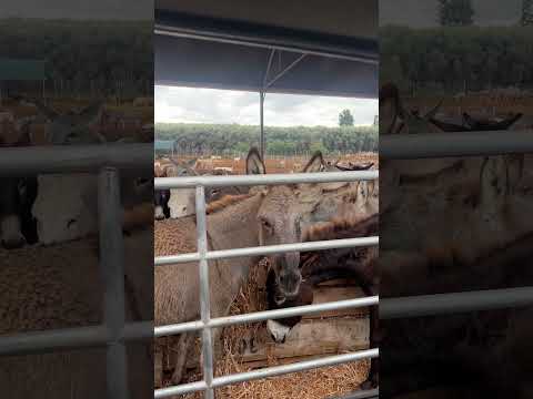 الحمار حمار جحا حمير