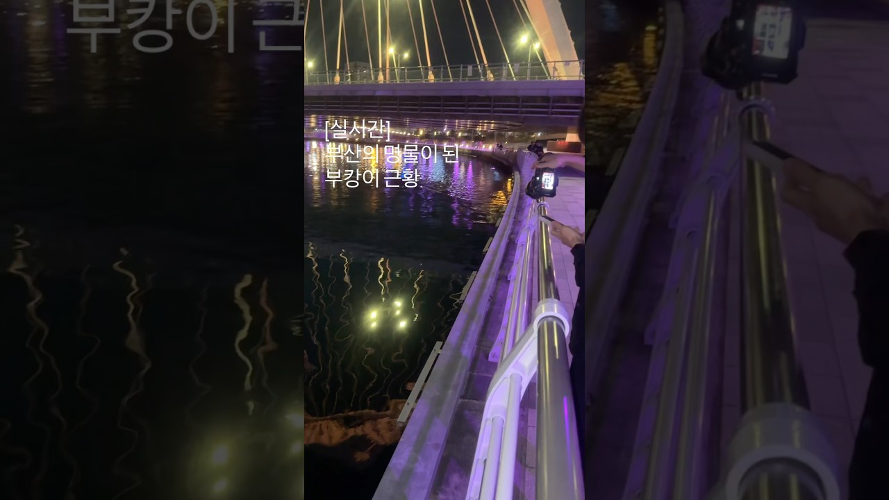부산의 명물이 되버린 부캉이 실시간 근황