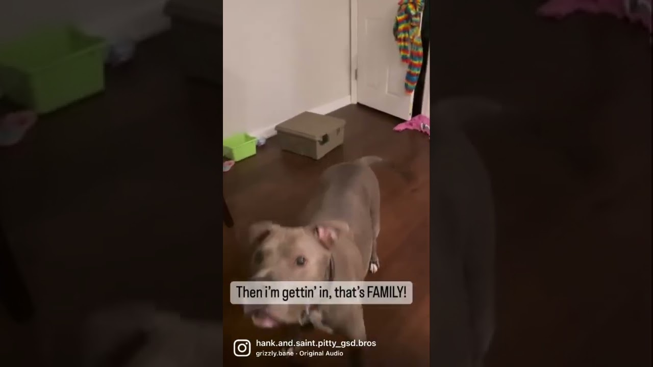 Friendly Pitbull on the loose!  