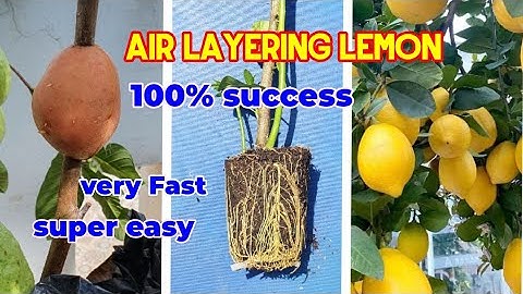 How to Air layering Lemon tree used  Potato, an excellent method , with 100%roots very Fast.
