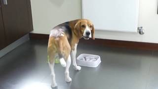 Boris The Beagle - 4 years old by Boris The Beagle 124,886 views 6 years ago 3 minutes, 39 seconds