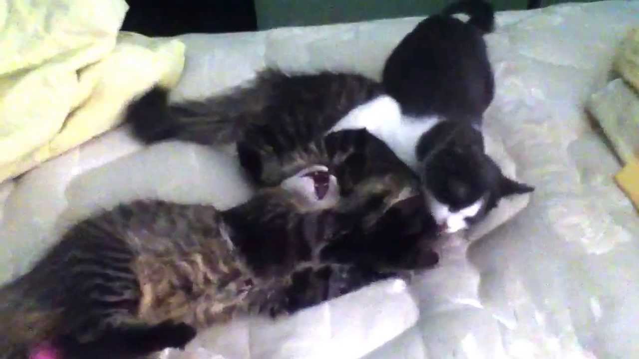 Ghetto cat fight YouTube