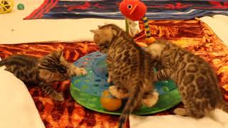 Bengal kittens 3 weeks old!