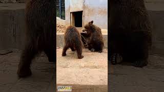 Cute Animals #animals #viral #ytshorts #yt #youtube