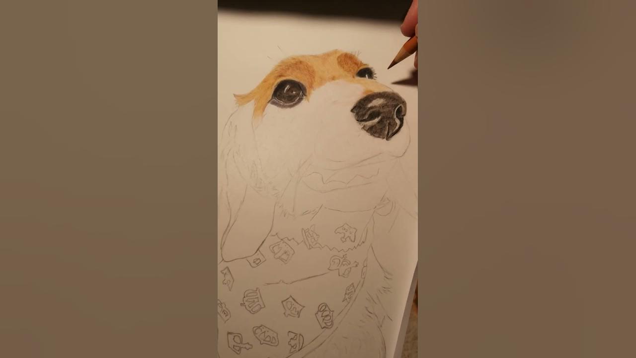 Drawing a Dachshund with FaberCastell Polychromos & Caran D'Ache