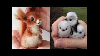 Cute baby animals Videos Compilation cutest moment of the animals - Soo Cute! #17 by Cute Animal World 92 views 3 years ago 10 minutes, 12 seconds