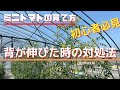 【ミニトマトの育て方】背が伸びた時の対処法3選「初心者必見」