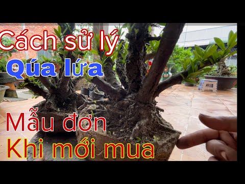 Mẫu đơn mới mua bị qúa lứa cách sử lý | Nay gặp ca khó rồi . | cắt dáng luôn hay để nguyên