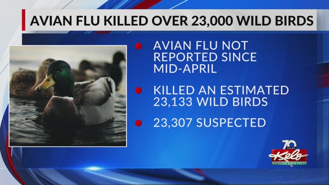 Avian flu in 2022 kills 23,000 wild birds in SD - YouTube