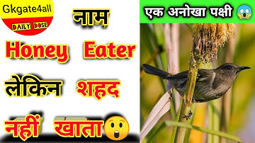 क्या होता है Honey Eater😱खासियत जानकर आप चौक जाएंगे😲#gkgate4all #amazingfact #vikasprajapati #fact