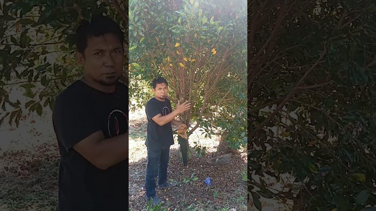 Agar pohon cengkeh sehat & berbuah lebat berdasarkan pengalaman