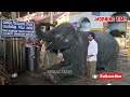 ಯಶಸ್ವಿನಿ ಆನೆ 🐘 😆 ಕುಕ್ಕೆ ಸುಬ್ರಹ್ಮಣ್ಯ ದೇವಾಲಯದಲ್ಲಿ ಇರುವ ಆನೆ #elephant #elephantattack #bhima #bhima
