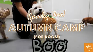 Autumn Camp (for dogs!) at Wag Hotels