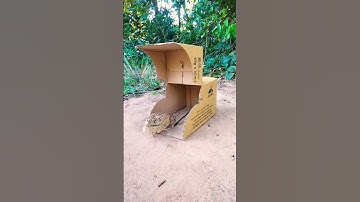 The East Quail Trap Using Cardboard Box And Wood #trap #shorts