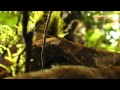 Rainforest challenge 2008 part 6 of 14 khyrofilms archive s35