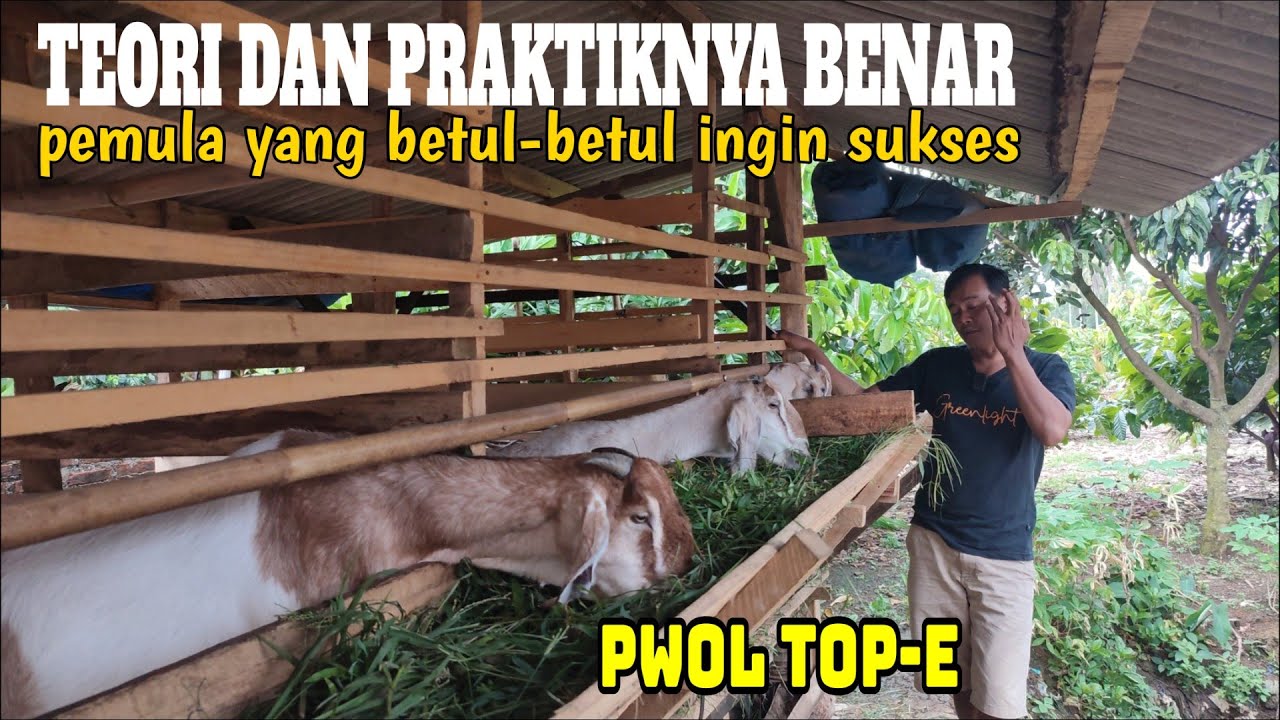 YUDI; PEMULA YANG BENAR DALAM MEMULAI TERNAK KAMBING 