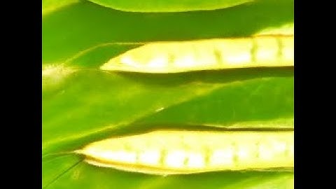 CLIP Guided Diffusion (Text-to-Image): plants