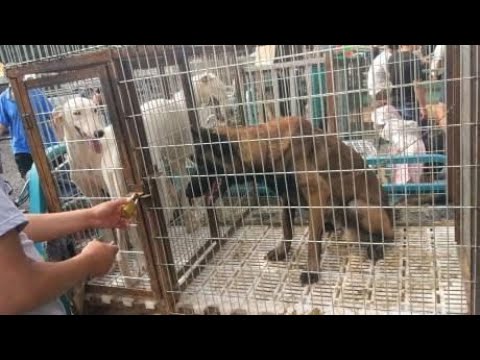 狗市上白色的灵缇，这个颜色不少人喜欢
