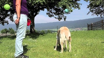 back chaining snoopy