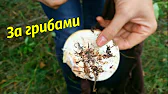 Валентинка Vlog