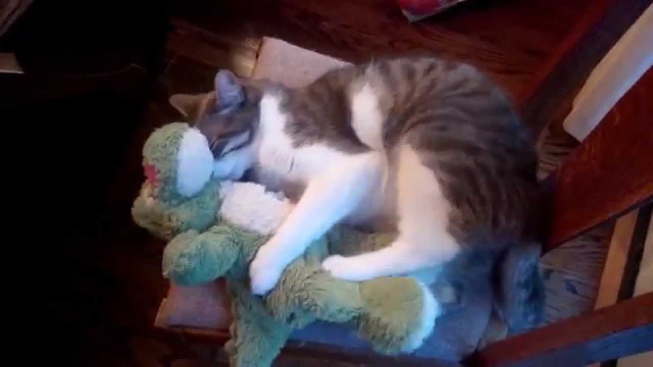 cute cats for sale I lurve you crocodile (Gilbert vs Dot V)