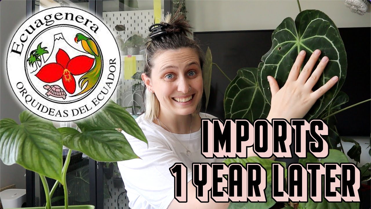 I Imported These Plants A Year Ago 😱🪴 Ecuagenera Plants Update