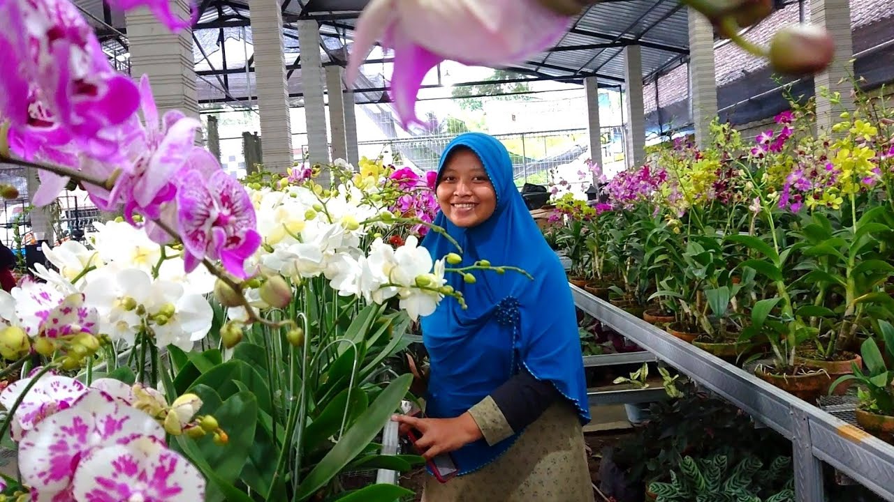 Anggrek Bulan murah lengkap kesukaan ibu-ibu se-Blitar raya