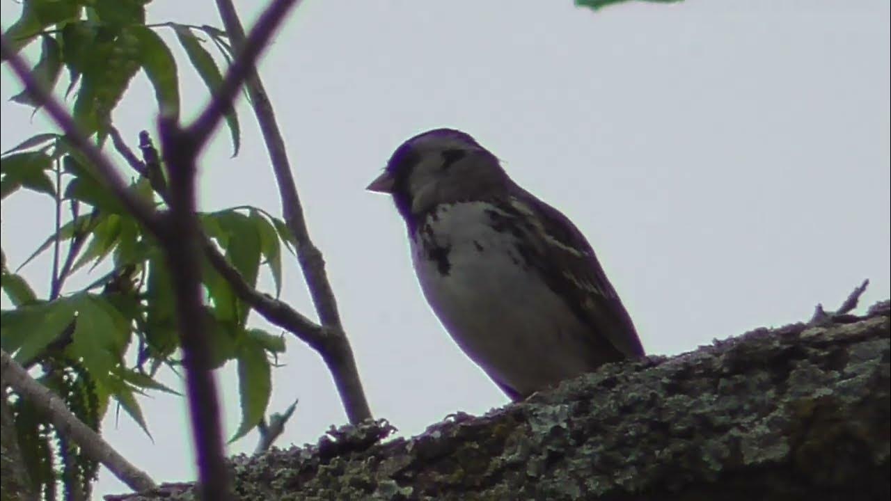 Harris's Sparrow sparrow noises YouTube