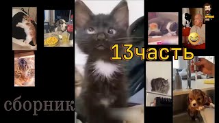 сборник доми шоу 13 часть