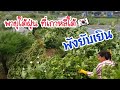 พายุใต้ฝุ่นที่เกาหลี🇰🇷 Typhoon/EP.198/พังยับเยิน สวนผักผลไม้ทั้งไทยเเละเกาหลี/เเม่บ้านเกาหลี