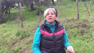 Video guida alle erbe selvatiche commestibili di marzo