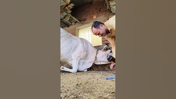How to give intravenous injection in jugular vein in cattle#iv cannulation procedure for a cow