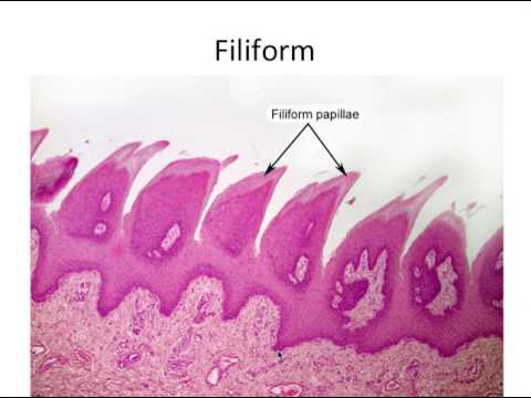 Histology- Taste Buds and Lingual Papillae