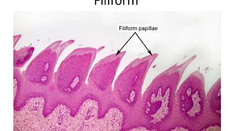 Histology- Taste Buds and Lingual Papillae - DayDayNews