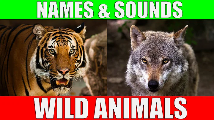 Wild Animals Names and Sounds for Kids to Learn | Learning Wild Animal Names and Sounds for Children