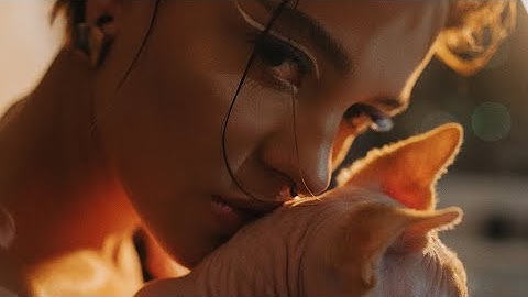 Sphynx cat, YouTube Channel Intro