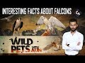 Interesting facts about falcons  | Wild Pets with Aun 22nd September 2019