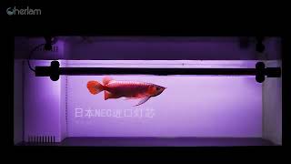 NEC Arowana/Parrot Fish Color UP LED-Bangladesh
