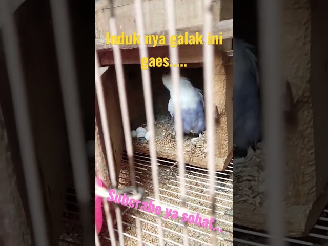 Manuk Lovebird#shortvideo #shorts #short #lovebirds class=