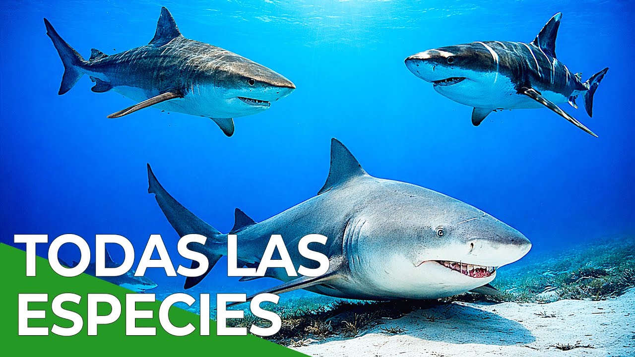 Tiburones por especie, todos los capítulos | Free Documentary Nature - Español