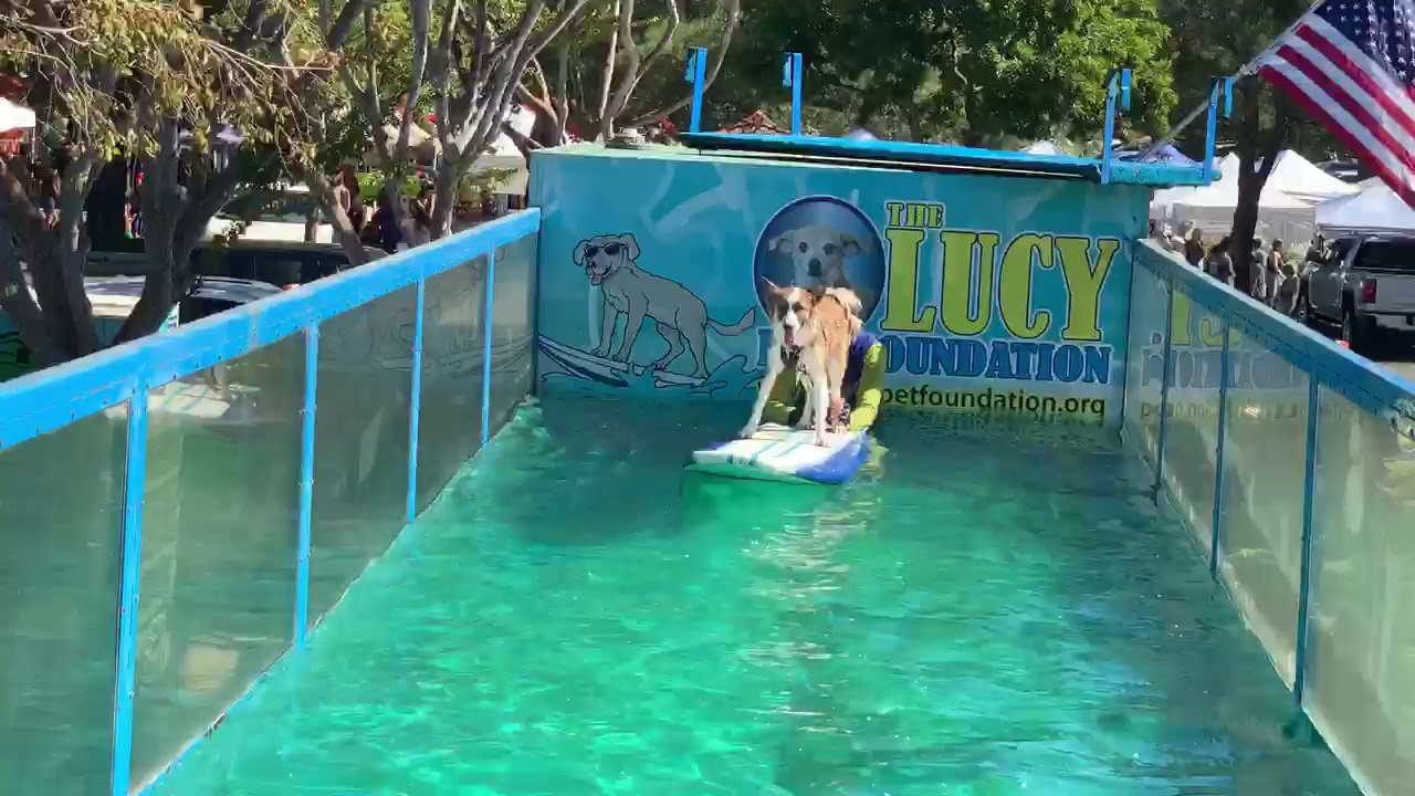 Theo Surfing--Pet Appreciation Day!