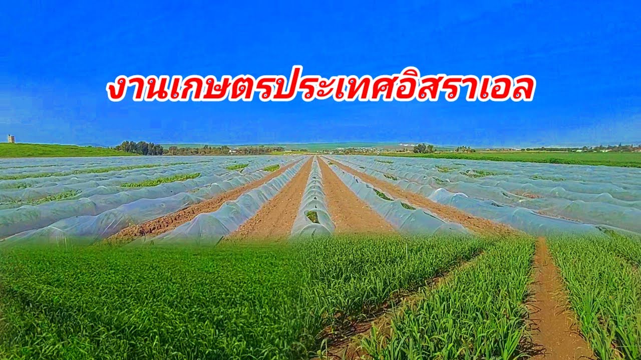 เกษตรประเทศอิสราเอลทุกอย่างที่ปลูก ขายส่งโรงงานไม่มีขาดทุน