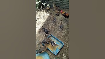 Burung belibis alis kuning #shorts
