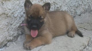 Berger Malinois chiot