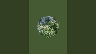 Socalhippie420 Hashman Is Live In The Grow!