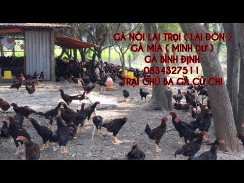 Video Trại gà giống bình dương, bán gà giống tây ninh, cung... - youtube